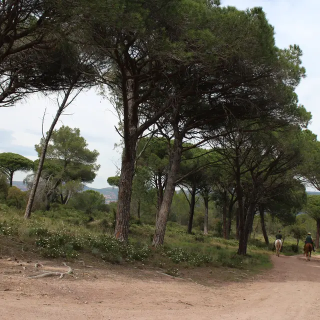 Forêt Palayson