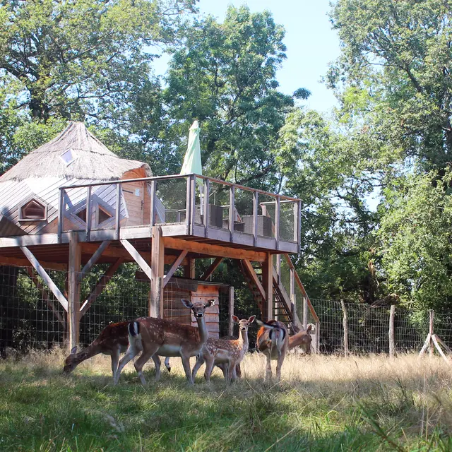 Cocon perché des Hiboux