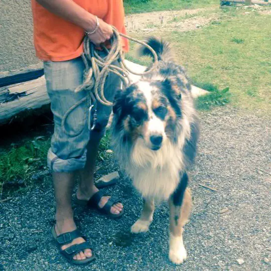 Gardiennage de chien - Base de loisirs