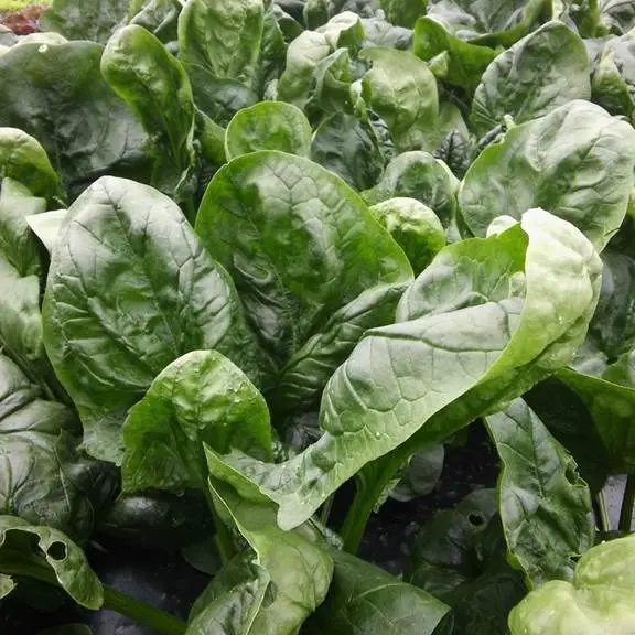 Le Petit Maraîcher Bio Frank MORREAU