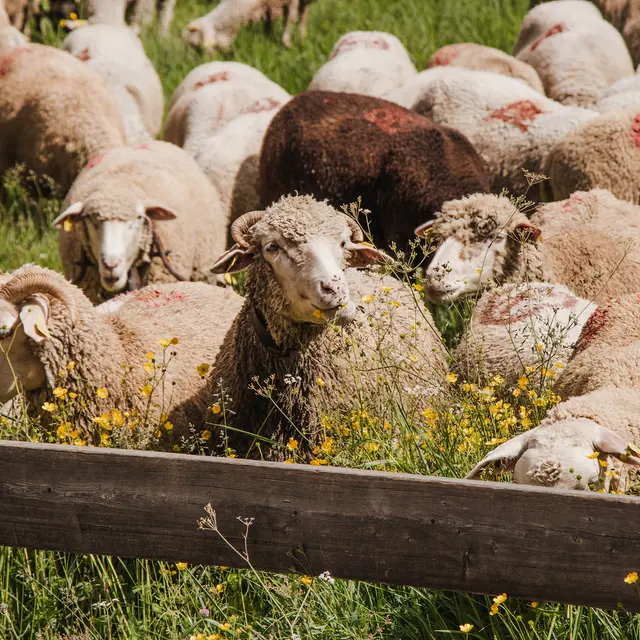 Troupeau de moutons en alpage