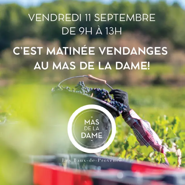 Matinée vendanges au Mas de la Dame_Les Baux-de-Provence