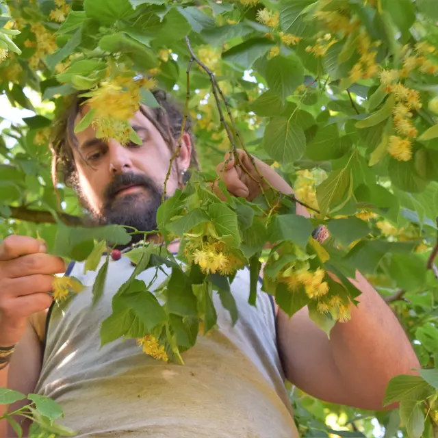 Les Fées des Herbes