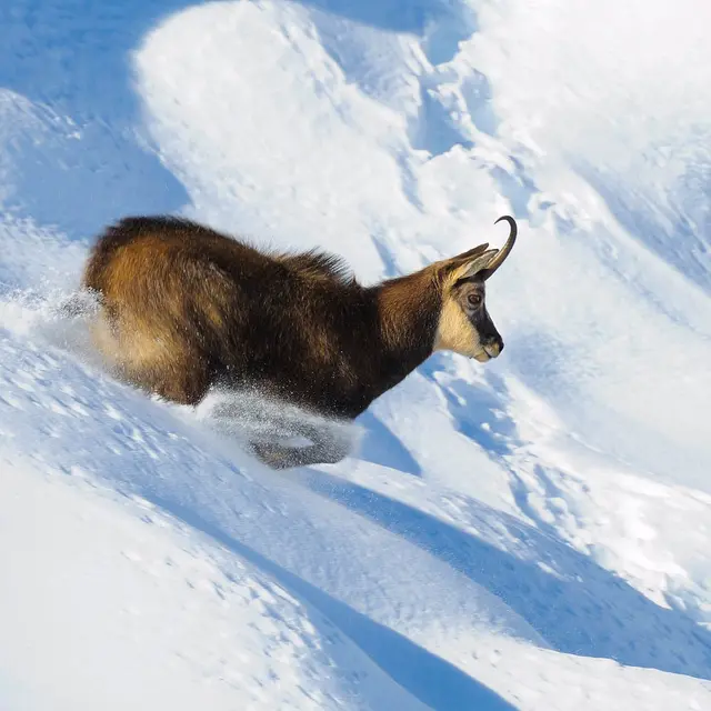Randonnée découverte et observation des chamois_Auzet