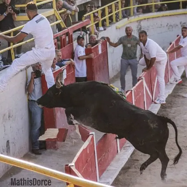 Course camarguaise Trophée de l'Avenir_Saint-Rémy-de-Provence