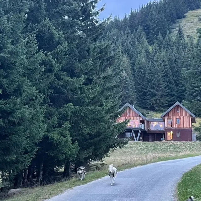 Cani-refuge avec white Forest_La Toussuire