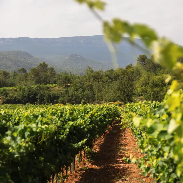 Domaine Julianna_Saint-Maximin-la-Sainte-Baume