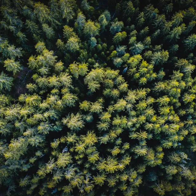 Table ronde autour de la forêt et du bois en Ubaye - Barcelonnette