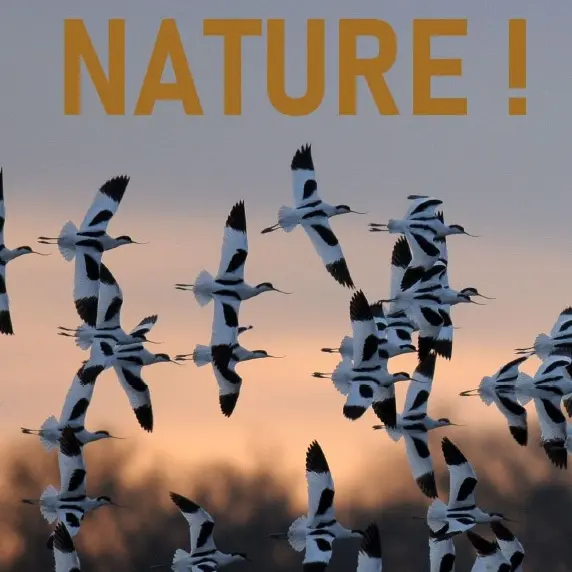 Objectif nature - Sorties nature avec Hervé Roques_Loix