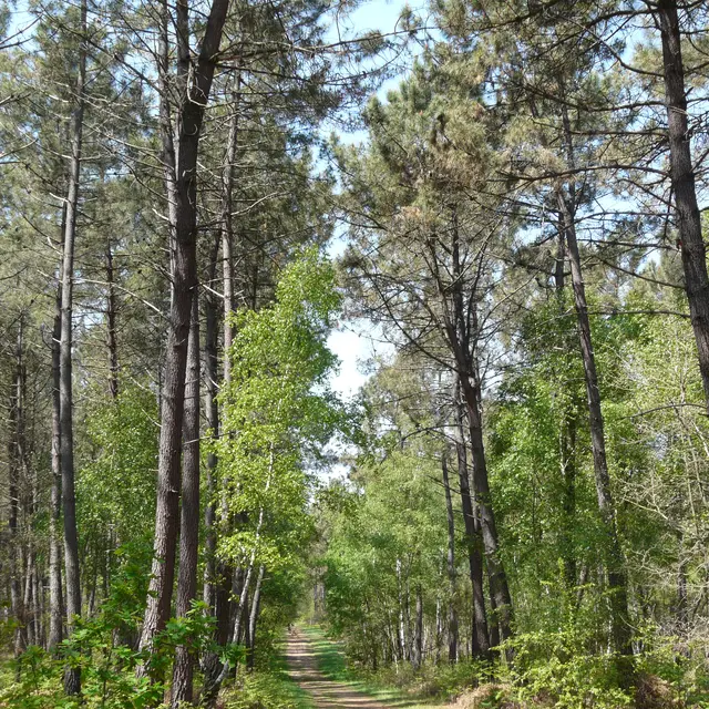 Forêt de Boudré