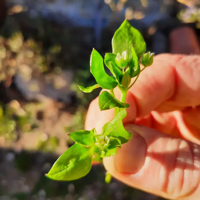 EVE_Découverte des plantes sauvages et dégustation_Craponne-sur-Arzon