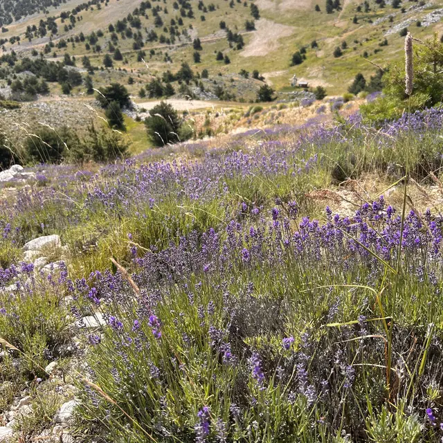 La montagne du Cheiron_Gréolières