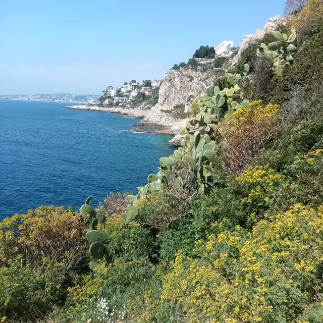 Balade botanique sur le littoral de Nice_Nice