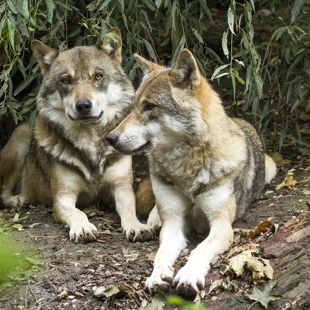 Loup, qui es tu ? Affiche