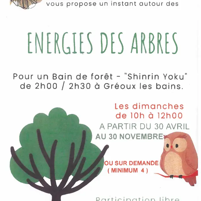 Bain de forêt : Energie des arbres