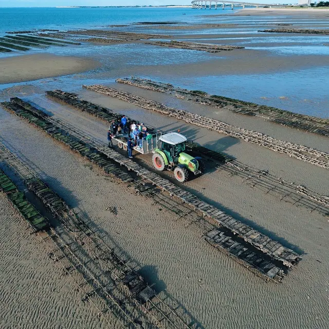 Visite immersive dans les parcs à huitres
