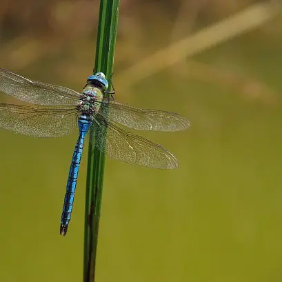 Libellule anax empereur