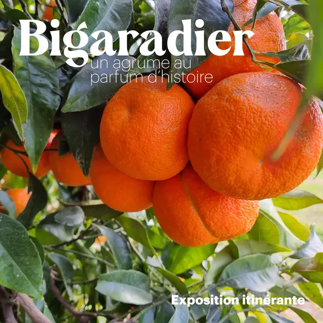 Exposition - Bigaradier, un agrume au parfum d'histoire_La Valette-du-Var