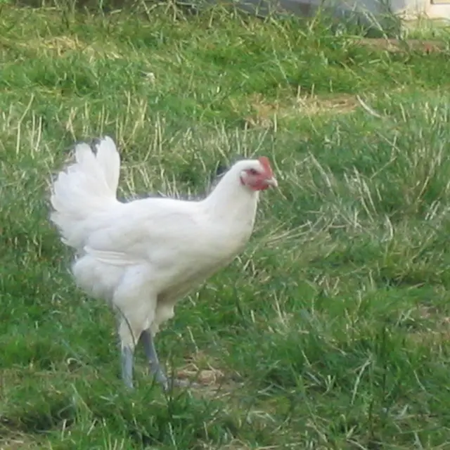 poulet