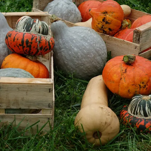 Evènement - Soupe d'automne_Saint-Denis
