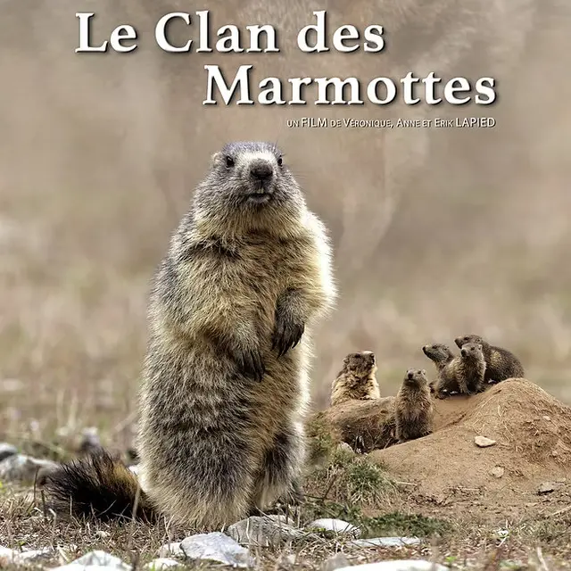 Le clan des marmottes_Saint-Sauveur-sur-Tinée
