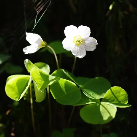 Découvrir les floraisons printanières_Thiézac