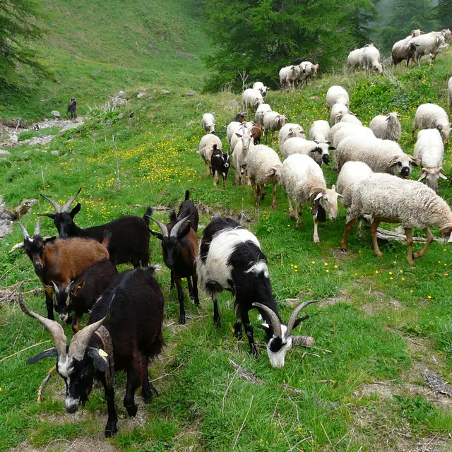 Apéro des alpages : discussion sur les patous et la faune sauvage_Tende