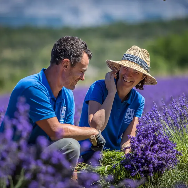 Lavanderaie des Hautes Baronnies_Nossage-et-Bénévent