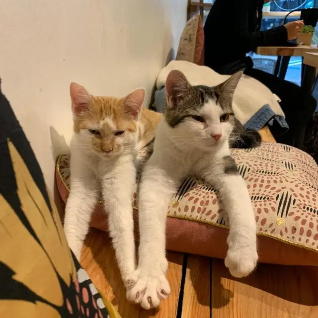 Chat'lon de thé