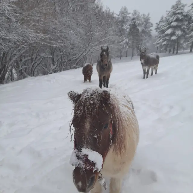 Balade à poney