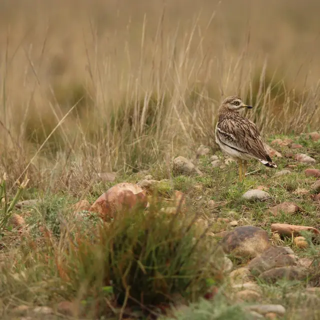Visite de la Réserve des Coussouls de Crau_Saint-Martin-de-Crau