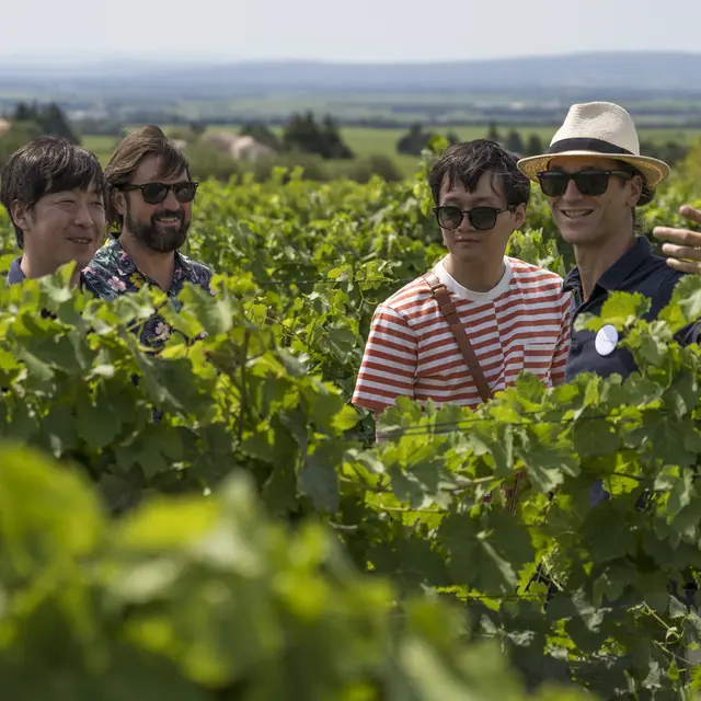 Les vignobles de Provence
