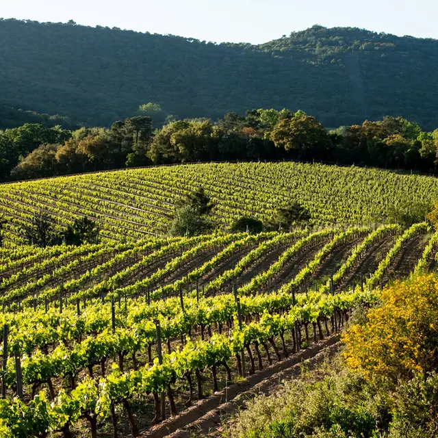 Journées du patrimoine : Domaine du Val d'Astier_Cogolin