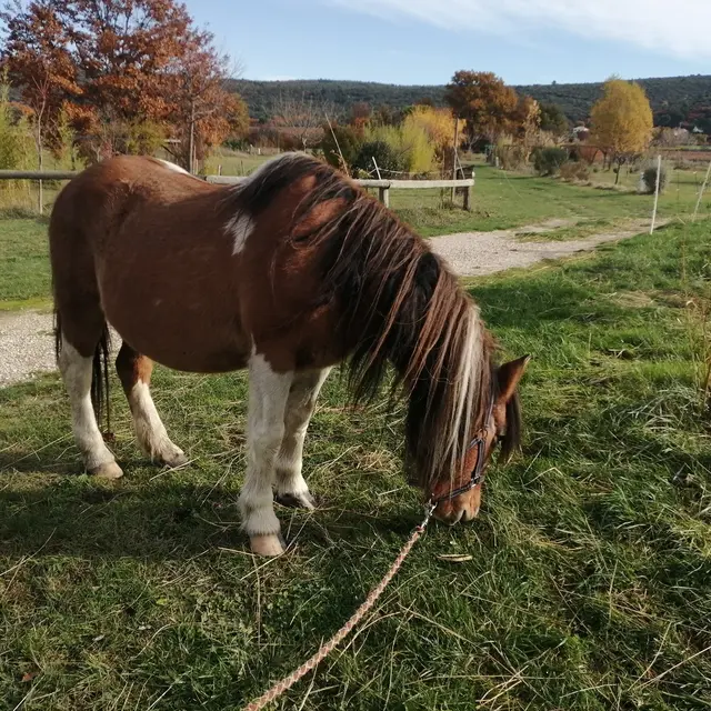 Matinée balade à poney à l'asinerie Laura Aubert_Mazan