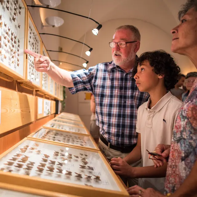 Muséum Papillons et insectes à Faverges