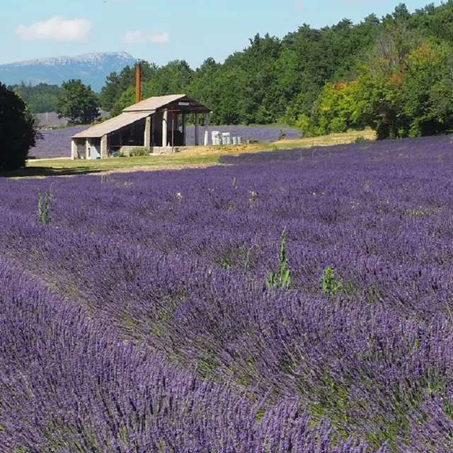 Distillerie du Vallon