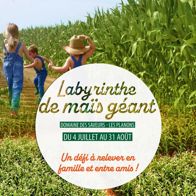 Labyrinthe de maïs_Saint-Cyr-sur-Menthon