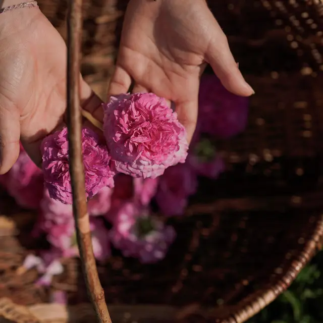 Les herbes simples - Mélanie Payre