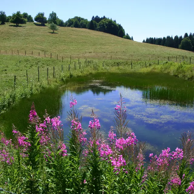 Sentier de la Sauge