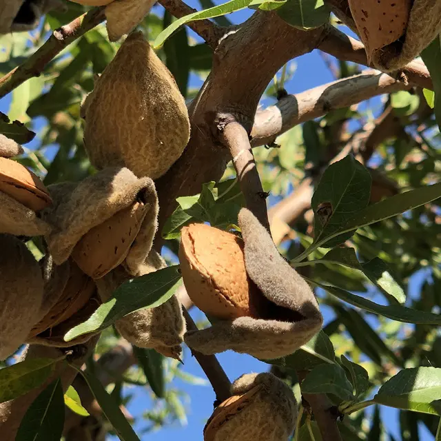 La Lieutenante_Saint-Martin-de-Crau