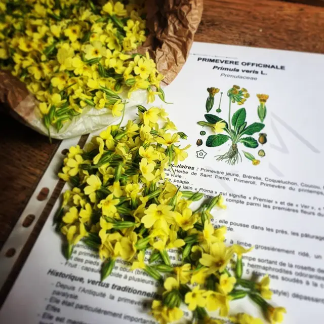 Randonnée Plantes sauvages et médicinales_Saint-Gervais-les-Bains