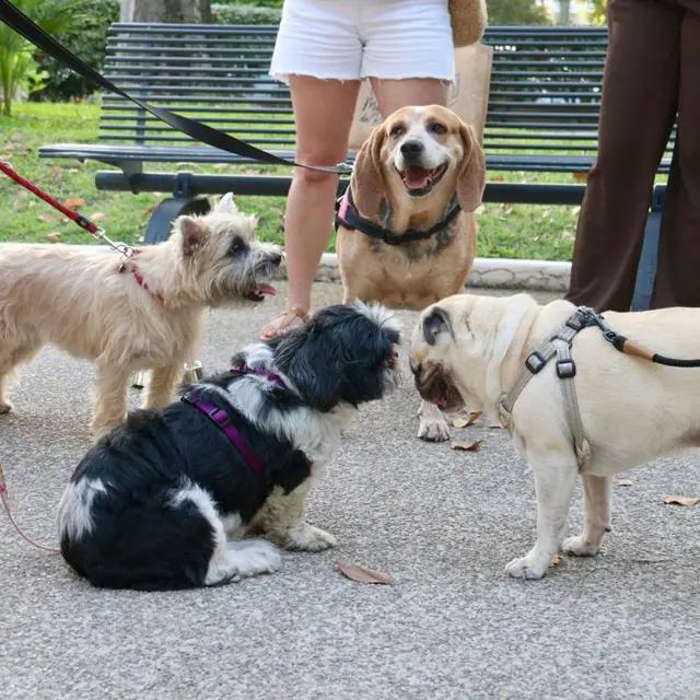 Dog Visit Le Cannet