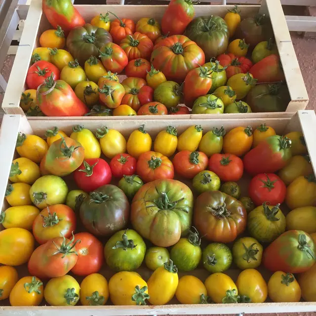 Production de plein-champs