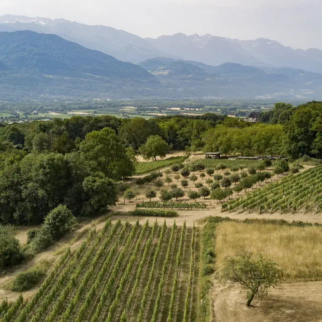 vue d'ensemble du vignoble