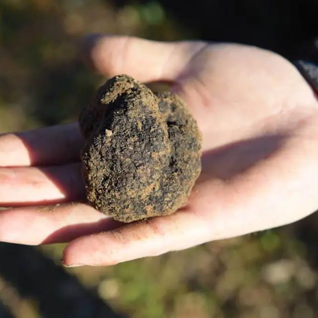 Fête du Diamant noir_Vaison-la-Romaine