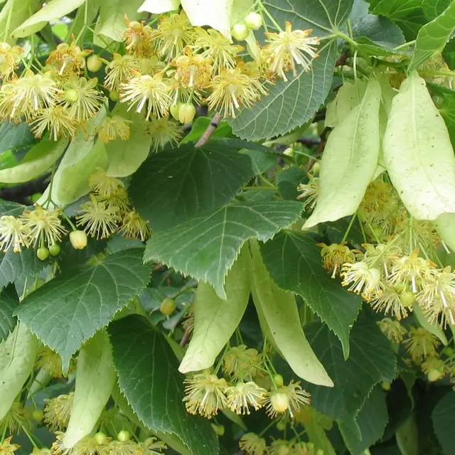 Balade botanique les plantes médicinales à Seyne