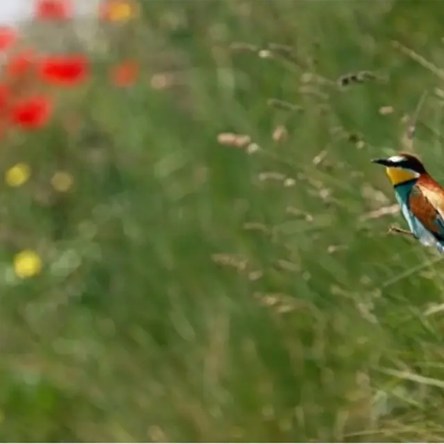 Cinéma « Le Vivant qui se défend »_Les Houches