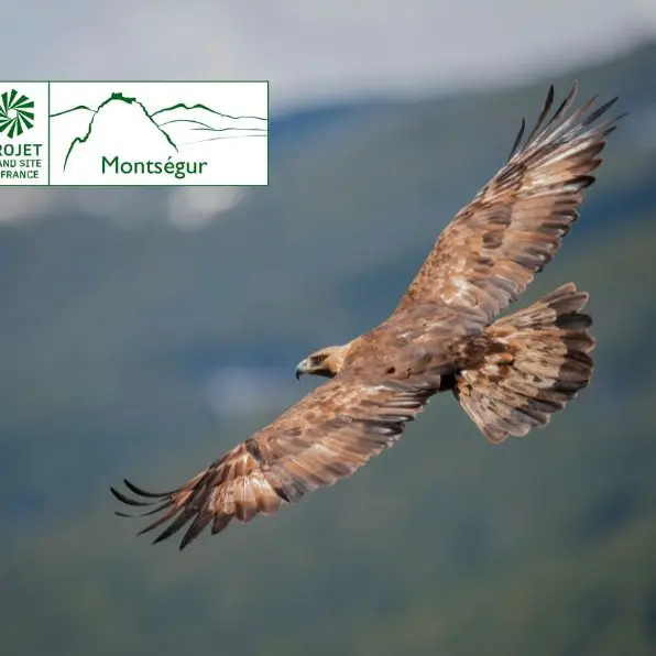 Dis, c'est un aigle ?