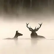 Le chant des forêts - Ciné-animation - Festival Tous en salle_Saint-Bonnet-le-Château