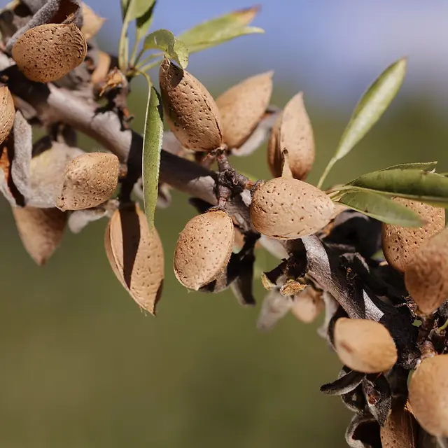 Visite guidée : parcours gourmand du miel au nougat